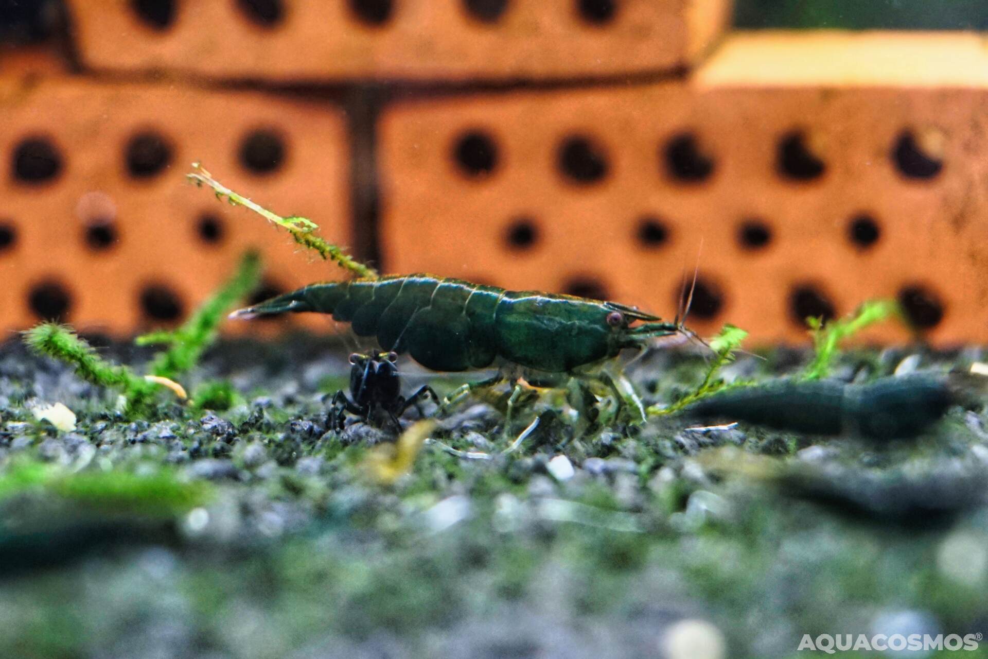Super Green Jade Neocaridina grüne Zwerggarnelen