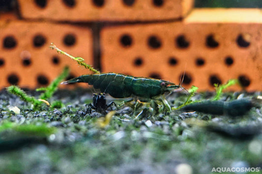 Super Green Jade Neocaridina grüne Zwerggarnelen