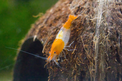 Orange Rili Sakura Neocaridina Zwerggarnelen