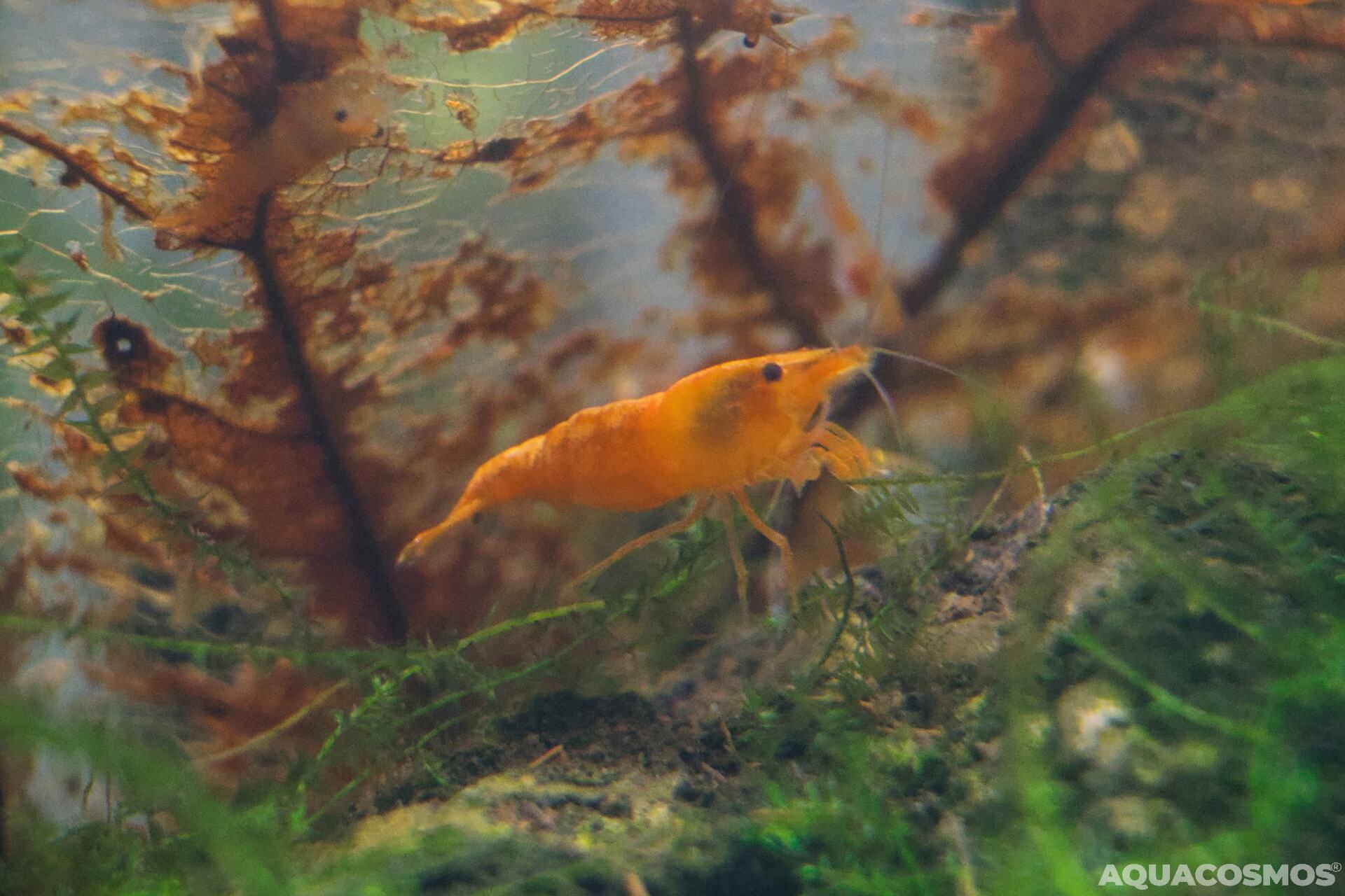 Orange Fire - Orange Sakura Neocaridina Zwerggarnelen