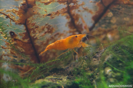 Orange Fire - Orange Sakura Neocaridina Zwerggarnelen