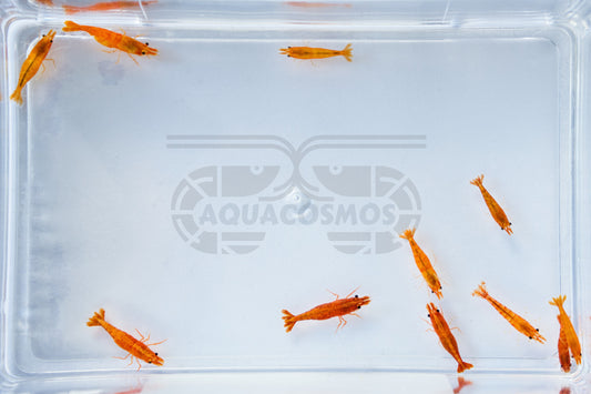 Orange Fire - Orange Sakura Neocaridina Zwerggarnelen