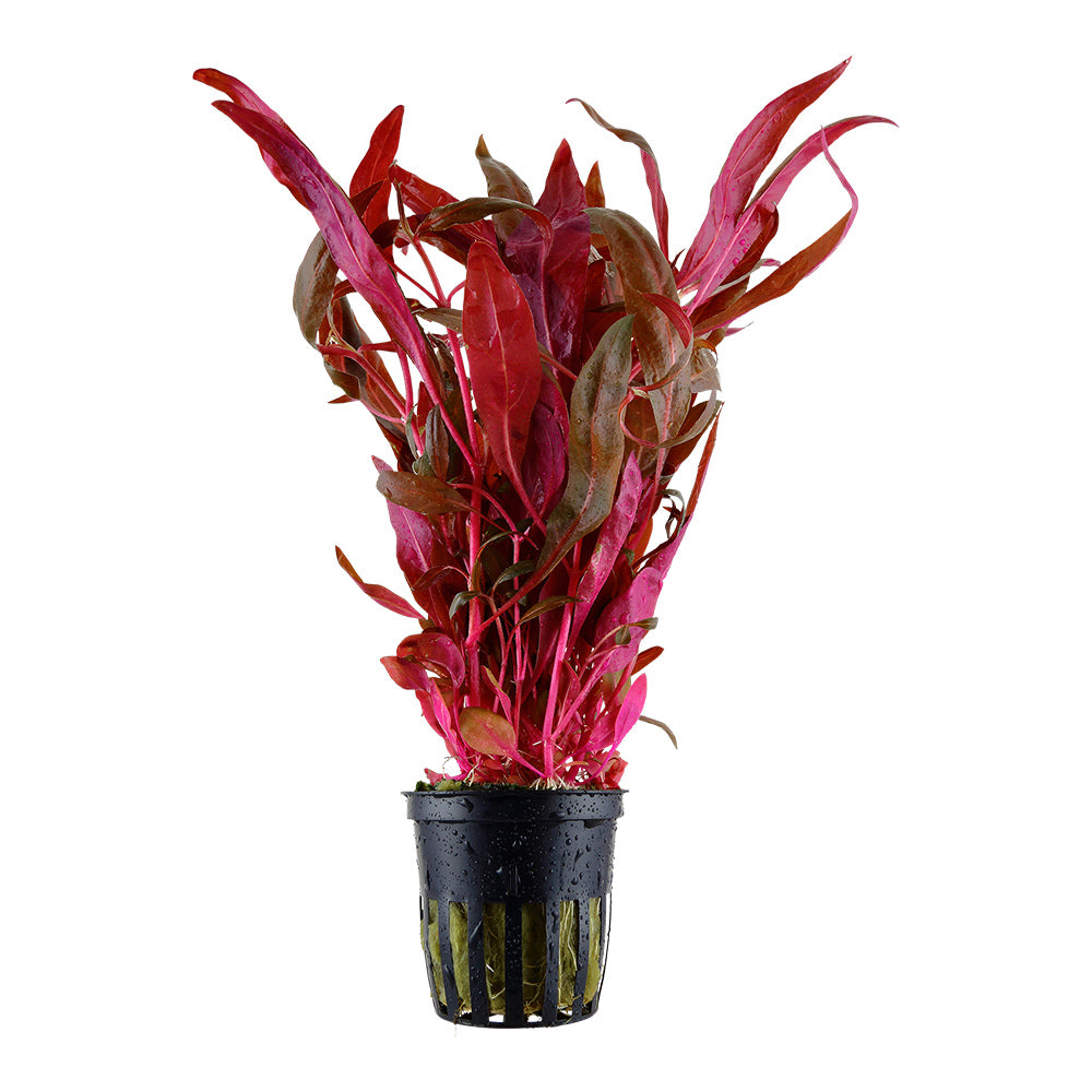 Schmalblättriges Papageienblatt 'Pink' (Alternanthera reineckii): Farbenprächtige rote Aquarienpflanze