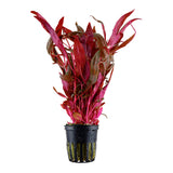 Schmalblättriges Papageienblatt 'Pink' (Alternanthera reineckii): Farbenprächtige rote Aquarienpflanze