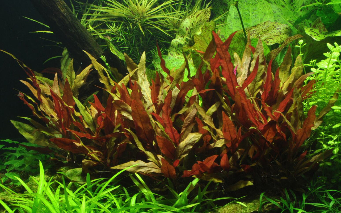 Schmalblättriges Papageienblatt 'Pink' (Alternanthera reineckii): Farbenprächtige rote Aquarienpflanze