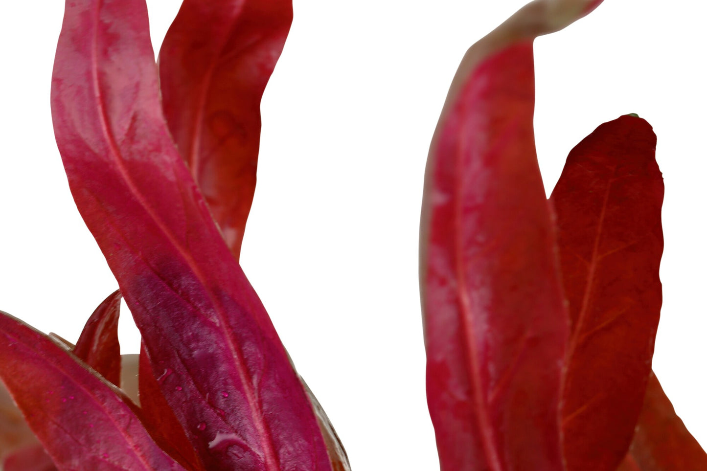 Schmalblättriges Papageienblatt 'Pink' (Alternanthera reineckii): Farbenprächtige rote Aquarienpflanze