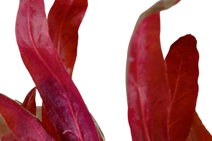 Schmalblättriges Papageienblatt 'Pink' (Alternanthera reineckii): Farbenprächtige rote Aquarienpflanze