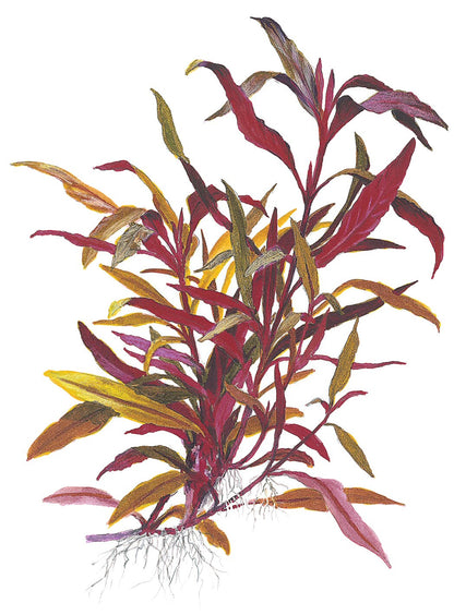Schmalblättriges Papageienblatt 'Pink' (Alternanthera reineckii): Farbenprächtige rote Aquarienpflanze