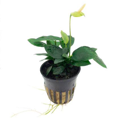 Zwergspeerblatt (Anubias barteri var. nana): Robuste Aufsitzerpflanze für Garnelen & Aquascaping