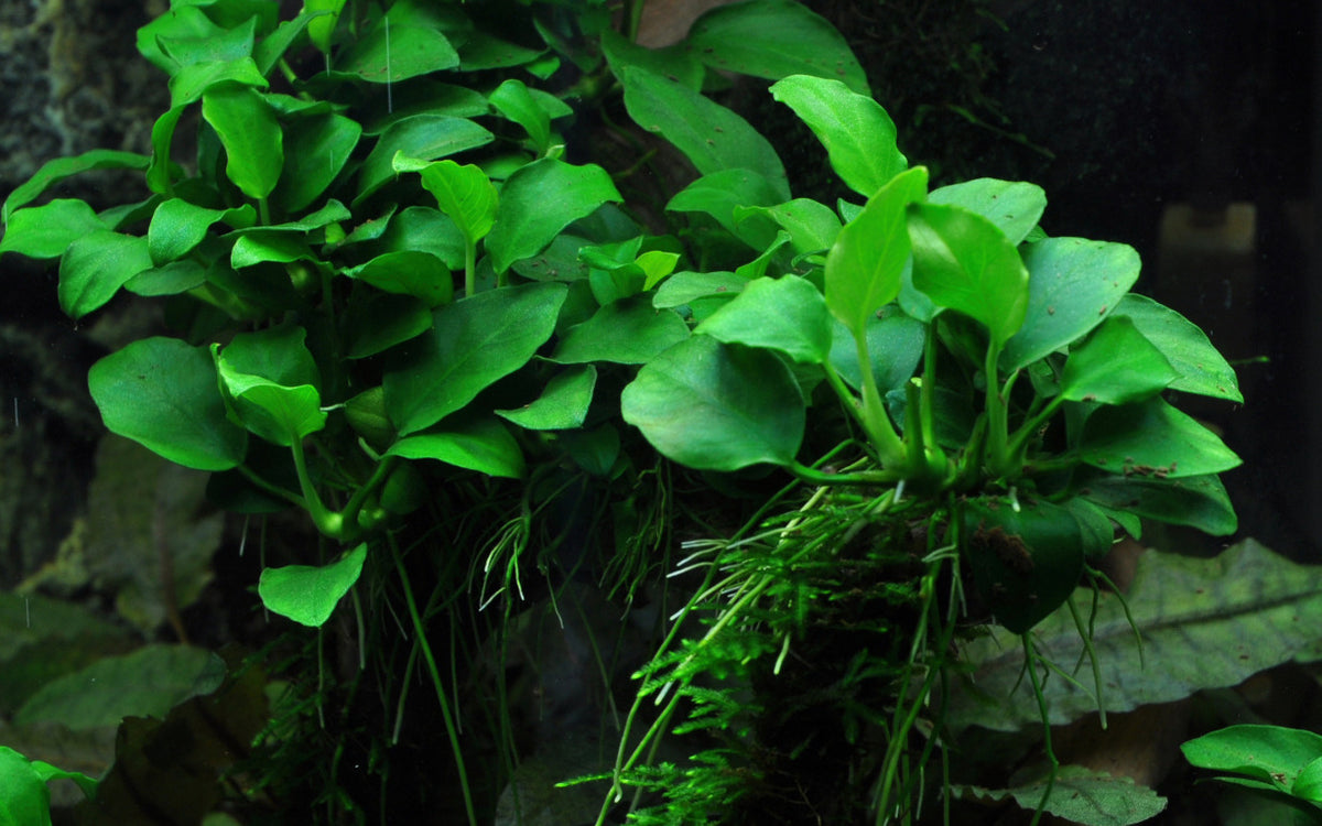 Mini-Zwergspeerblatt (Anubias barteri 'Petite') – Winzige Aufsitzerpflanze für Nano-Becken & Aquascaping