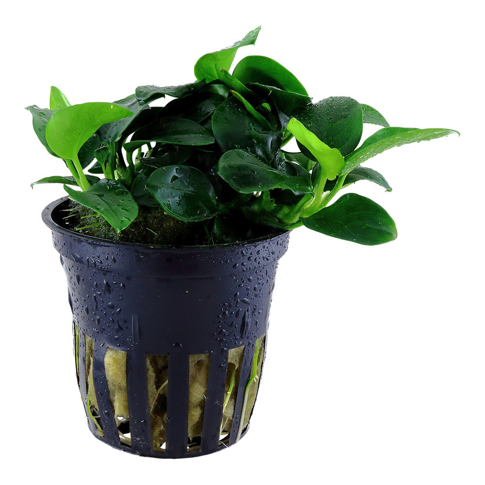 Mini-Zwergspeerblatt (Anubias barteri 'Petite') – Winzige Aufsitzerpflanze für Nano-Becken & Aquascaping
