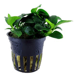 Mini-Zwergspeerblatt (Anubias barteri 'Petite') – Winzige Aufsitzerpflanze für Nano-Becken & Aquascaping