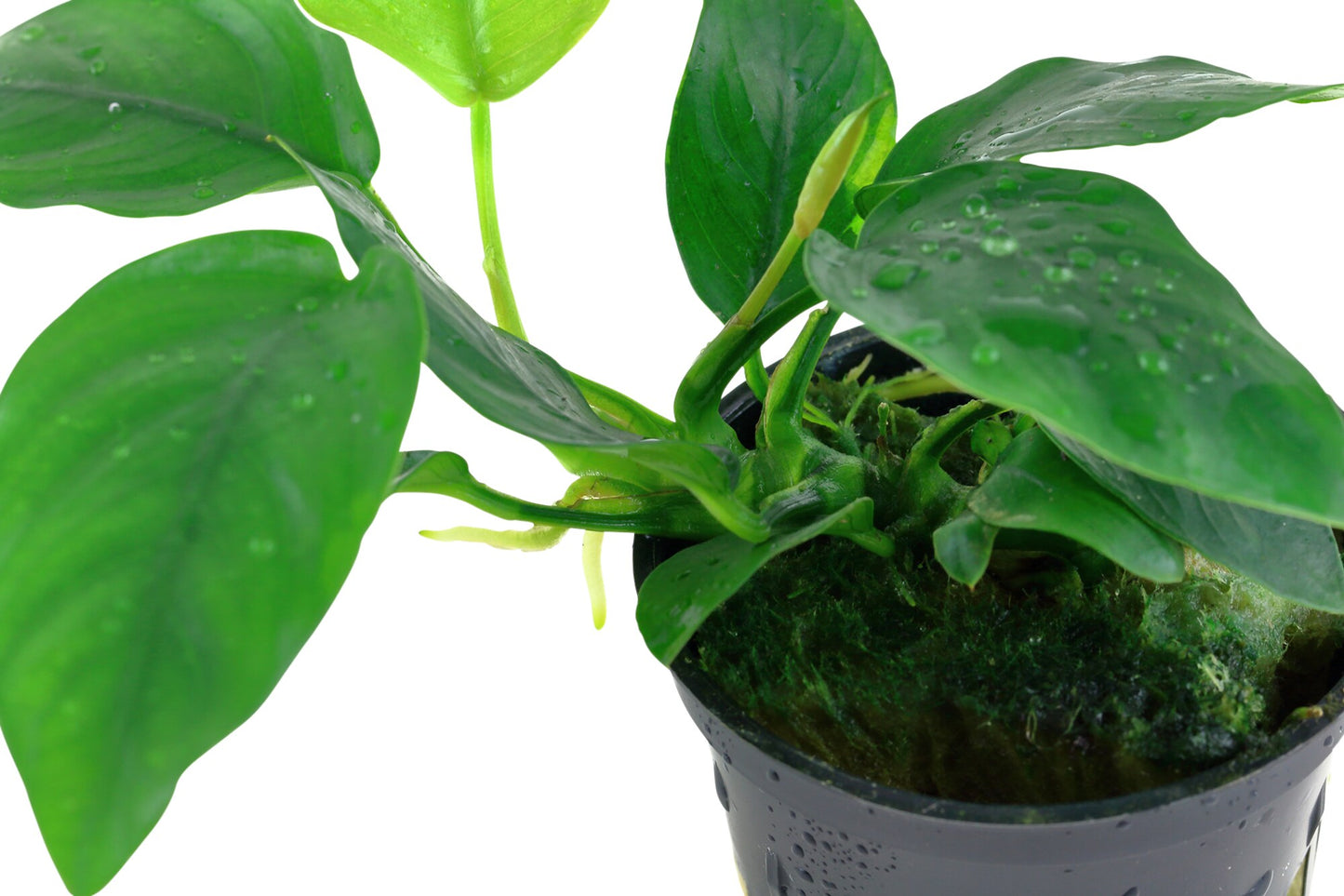 Zwergspeerblatt (Anubias barteri var. nana): Robuste Aufsitzerpflanze für Garnelen & Aquascaping