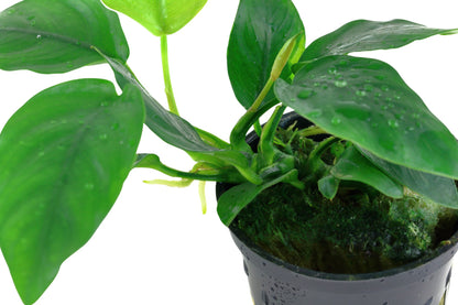 Zwergspeerblatt (Anubias barteri var. nana): Robuste Aufsitzerpflanze für Garnelen & Aquascaping