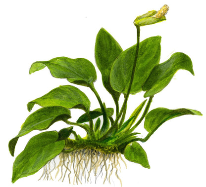 Zwergspeerblatt (Anubias barteri var. nana): Robuste Aufsitzerpflanze für Garnelen & Aquascaping