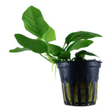 Zwergspeerblatt (Anubias barteri var. nana) – Robuste Aufsitzerpflanze für Garnelen & Aquascaping