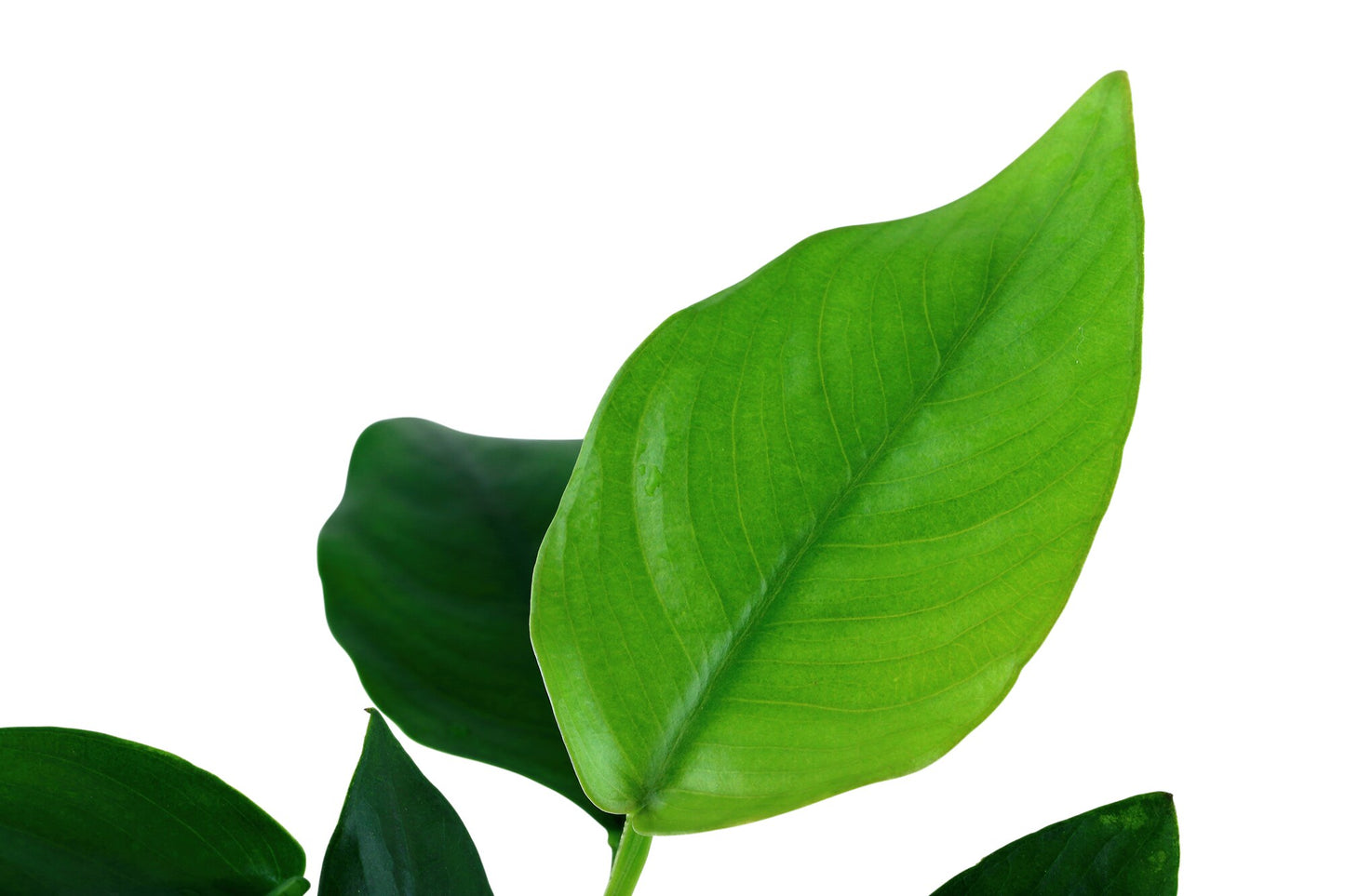 Zwergspeerblatt (Anubias barteri var. nana): Robuste Aufsitzerpflanze für Garnelen & Aquascaping