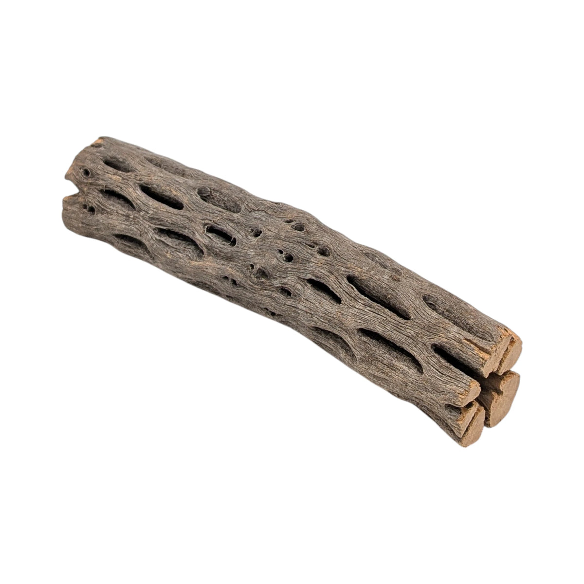 Cholla Wood 14–15 cm – Natürliche Kaktusholz-Röhre & Versteckplatz