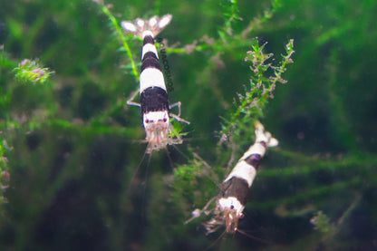 Black Bee Grade A - S Caridina Zwerggarnelen