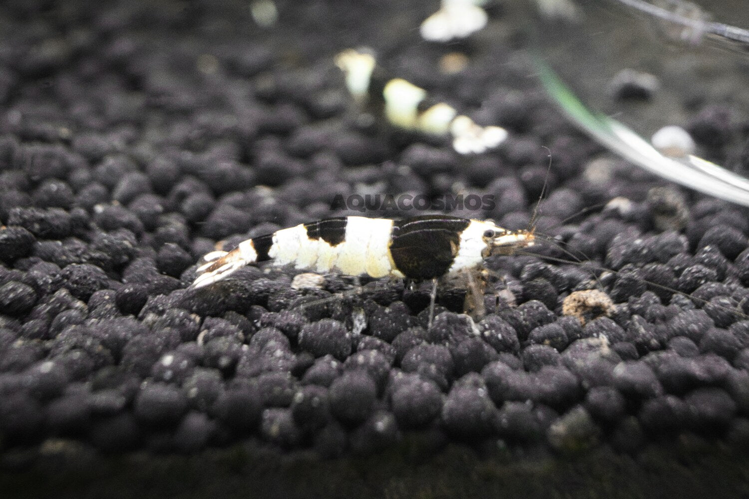 Black Bee Grade A - S Caridina Zwerggarnelen