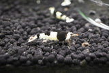 Black Bee Grade A - S Caridina Zwerggarnelen