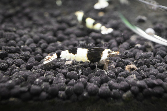 Black Bee Grade A - S Caridina Zwerggarnelen