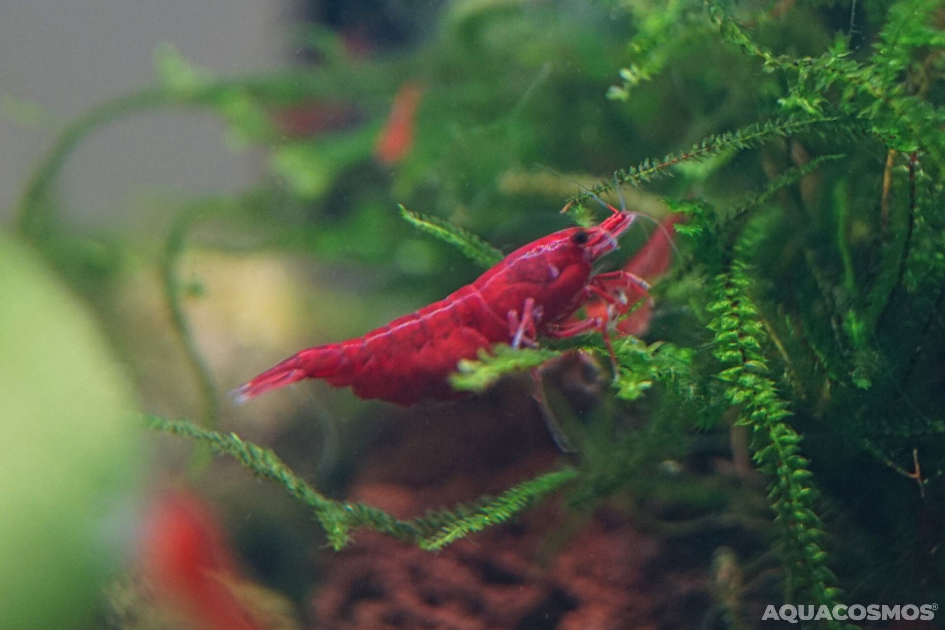 Bloody Mary Neocaridina rote Zwerggarnelen
