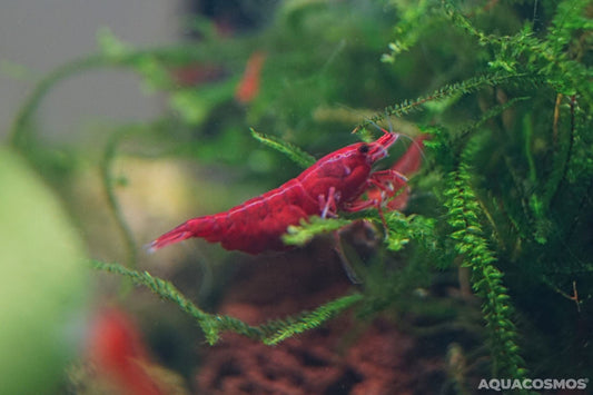Bloody Mary Neocaridina davidi rote Zwerggarnelen