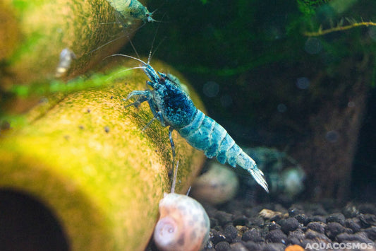 Blue Bolt Caridina Zwerggarnelen