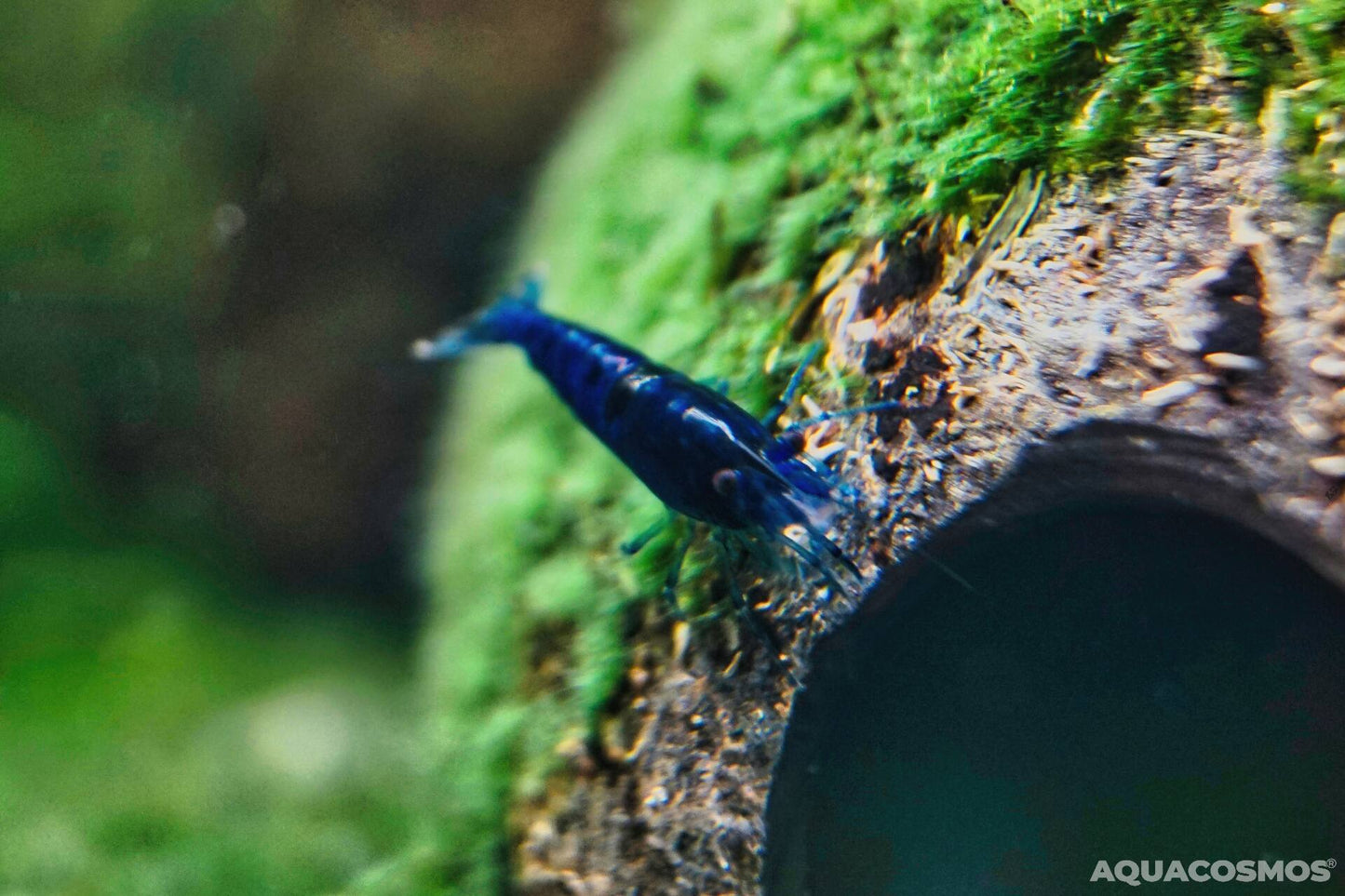 Blue Dream Neocaridina blaue Zwerggarnelen
