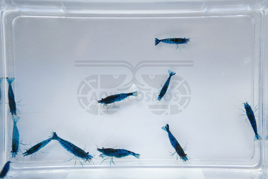 Blue Dream Neocaridina blaue Zwerggarnelen