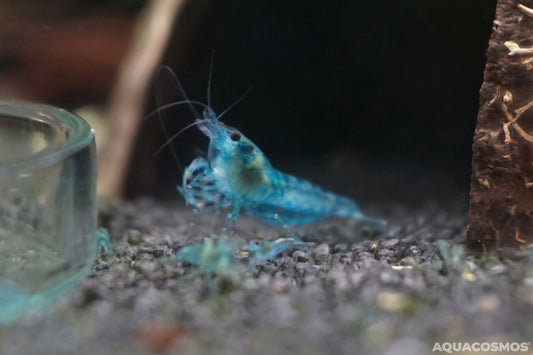Blue Jelly Neocaridina davidi Zwerggarnelen