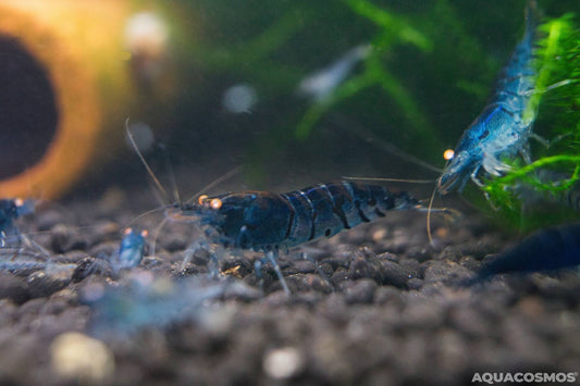 Blue Tiger OE Caridina Zwerggarnelen