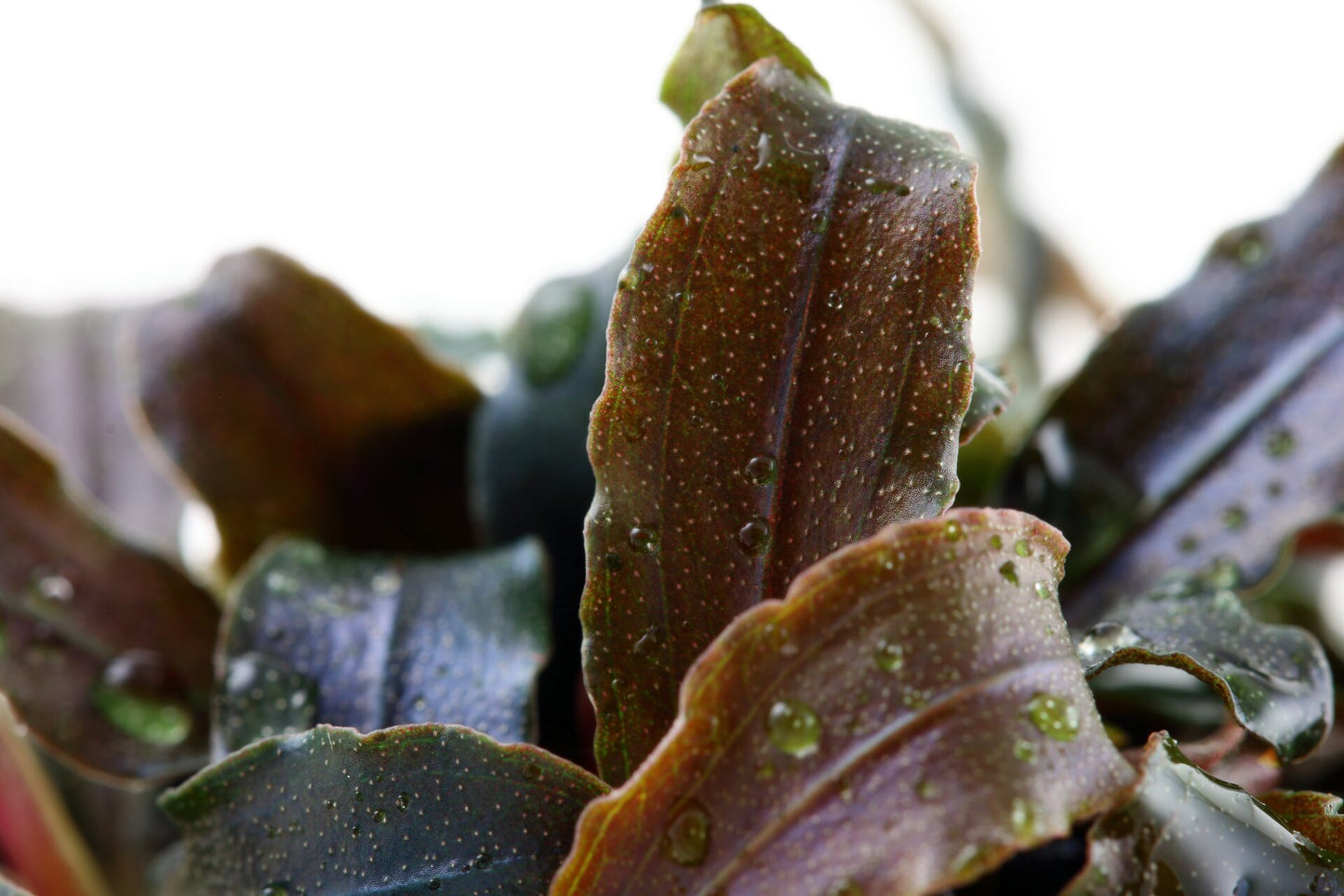 Bucephalandra sp. 'Red': Rotbraune Aufsitzerpflanze für Garnelen & Aquascaping