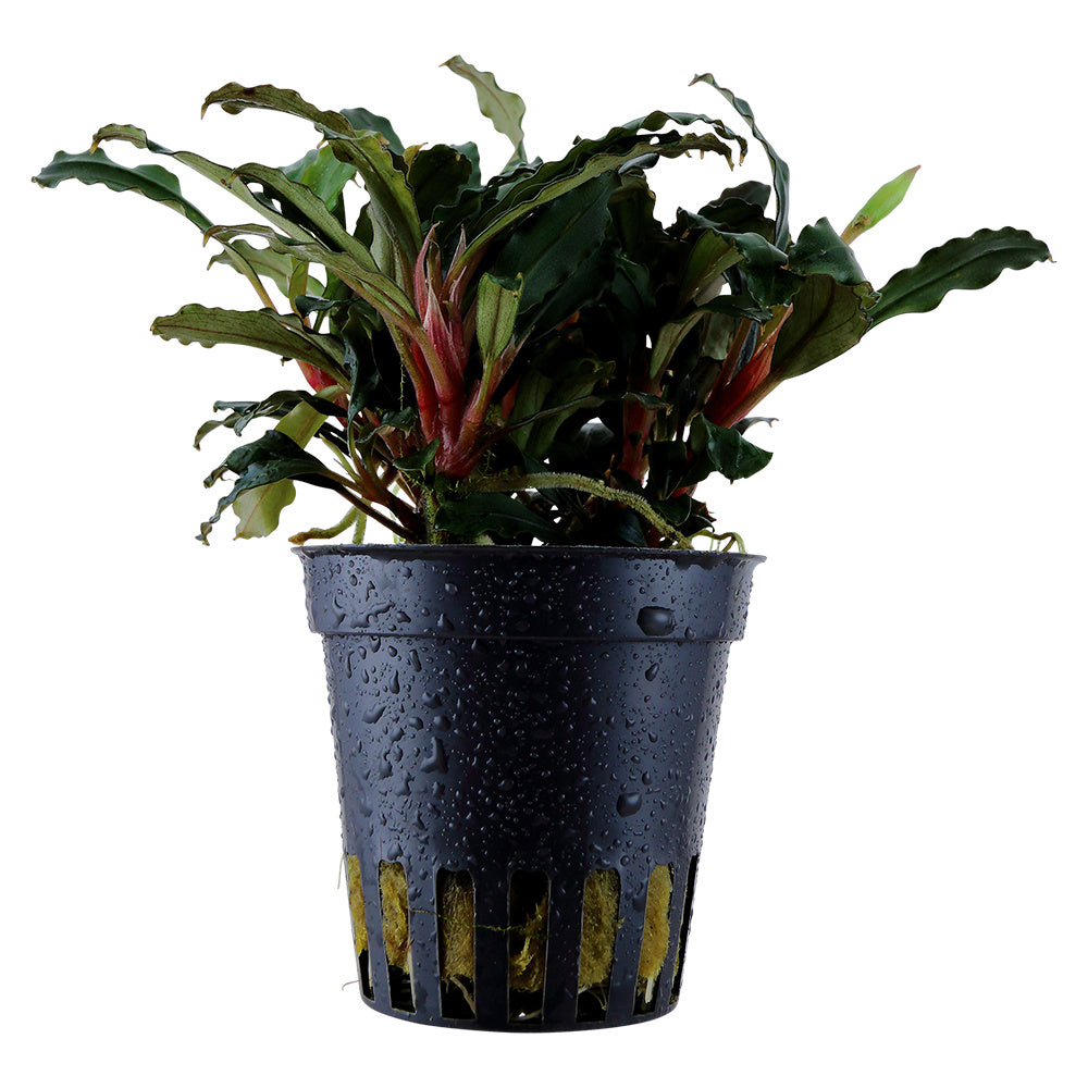 Bucephalandra 'Kedagang': Farbenprächtige Aufsitzerpflanze für Garnelen & Aquascaping