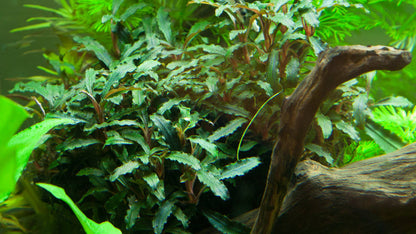 Bucephalandra 'Kedagang': Farbenprächtige Aufsitzerpflanze für Garnelen & Aquascaping