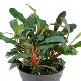Bucephalandra 'Kedagang': Farbenprächtige Aufsitzerpflanze für Garnelen & Aquascaping