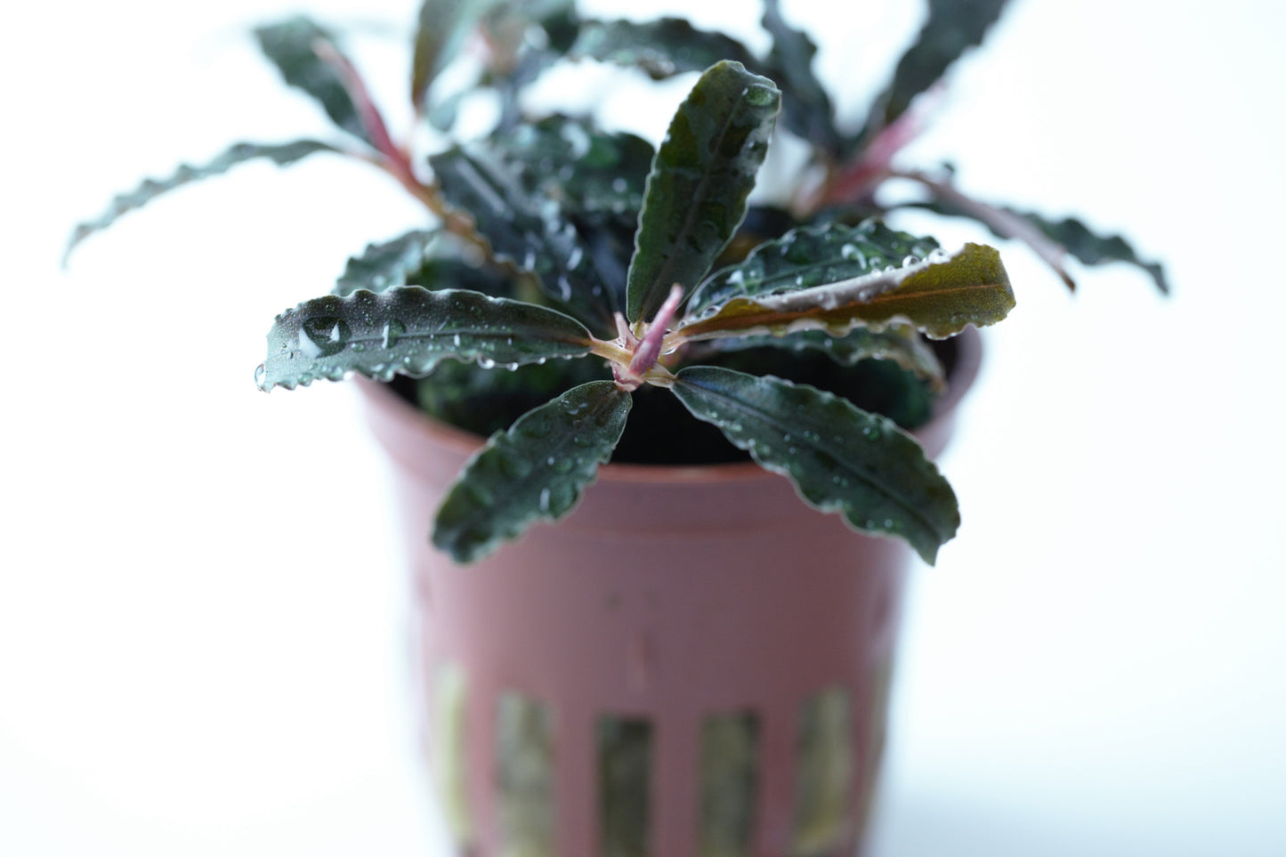 Bucephalandra sp. 'Red': Rotbraune Aufsitzerpflanze für Garnelen & Aquascaping