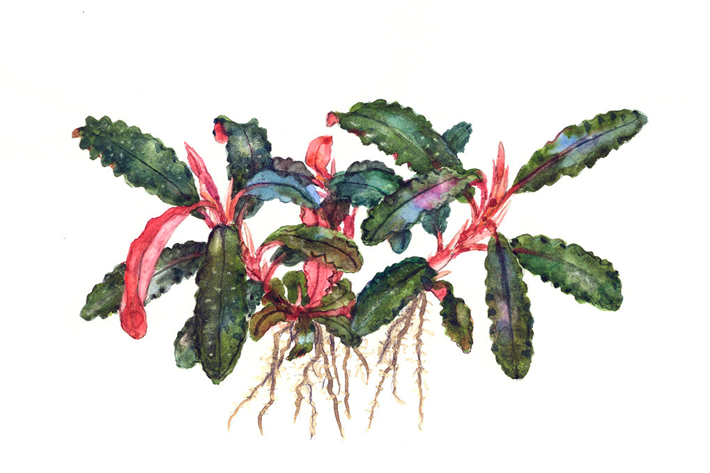 Bucephalandra sp. 'Red': Rotbraune Aufsitzerpflanze für Garnelen & Aquascaping