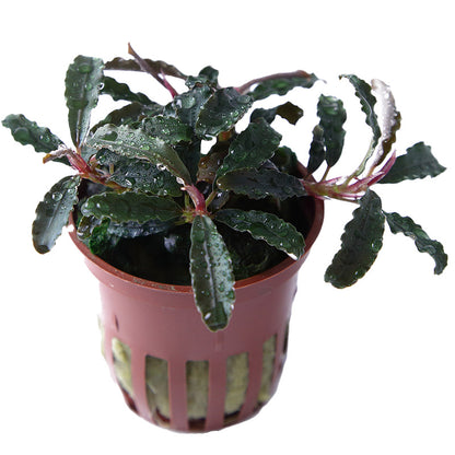 Bucephalandra sp. 'Red': Rotbraune Aufsitzerpflanze für Garnelen & Aquascaping