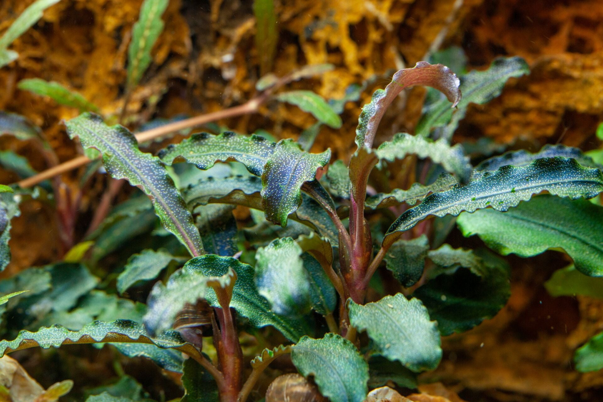 Bucephalandra sp. 'Red': Rotbraune Aufsitzerpflanze für Garnelen & Aquascaping
