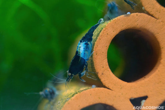 Carbon Rili Neocaridina Zwerggarnelen