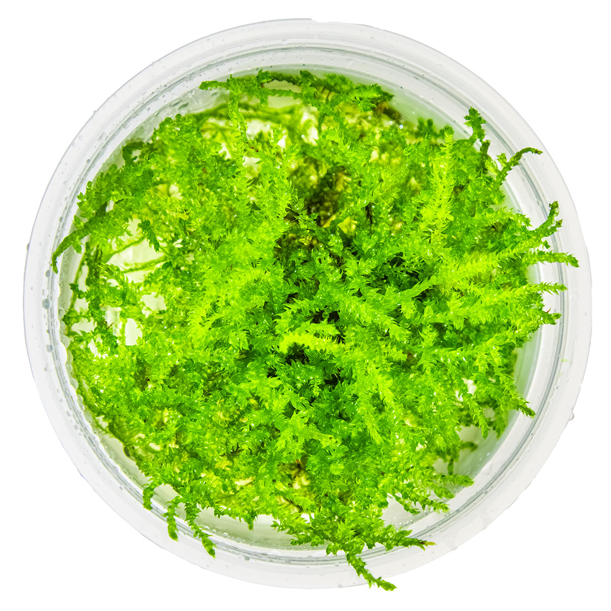 Christmas Moss 'In-Vitro' (Vesicularia montagnei): Dichtwüchsiges Aquarienmoos für Garnelen & Aquascaping