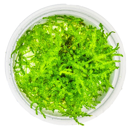 Christmas Moss 'In-Vitro' (Vesicularia montagnei): Dichtwüchsiges Aquarienmoos für Garnelen & Aquascaping
