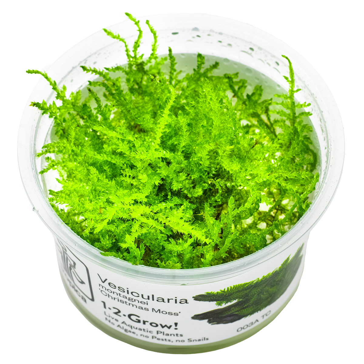 Christmas Moss 'In-Vitro' (Vesicularia montagnei): Dichtwüchsiges Aquarienmoos für Garnelen & Aquascaping