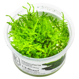 Christmas Moss 'In-Vitro' (Vesicularia montagnei) – Dichtwüchsiges Aquarienmoos für Garnelen & Aquascaping