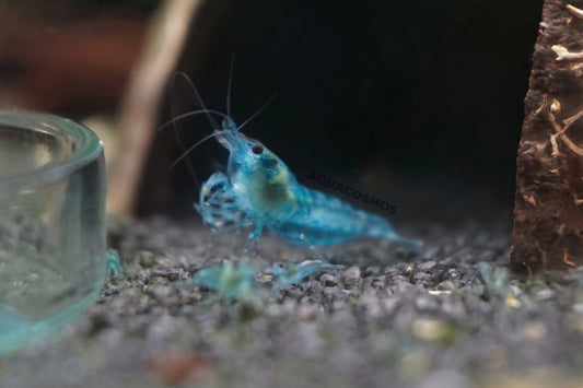 Blue Jelly Neocaridina davidi Zwerggarnelen