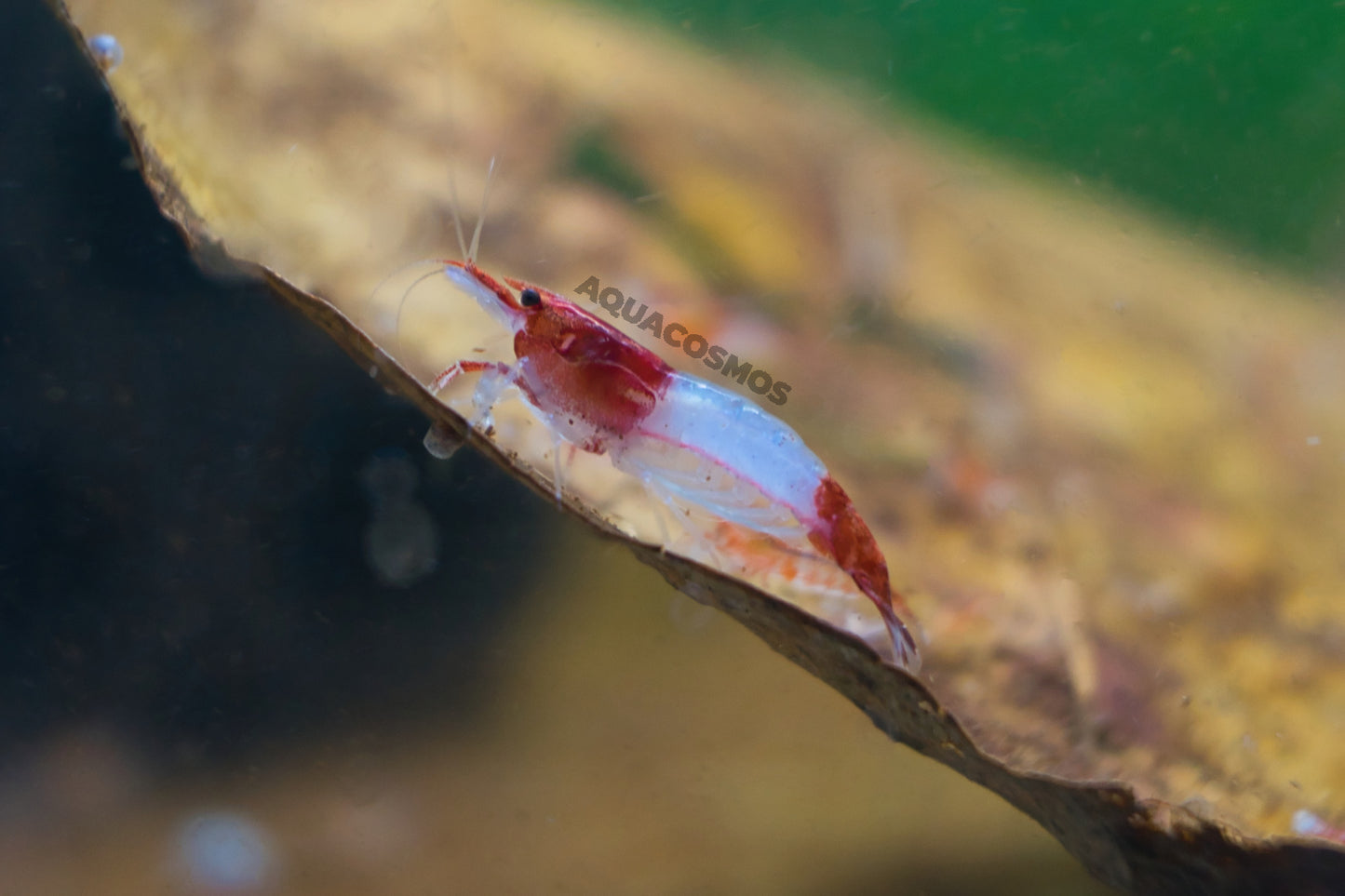 Red Rili Sakura Neocaridina Zwerggarnelen
