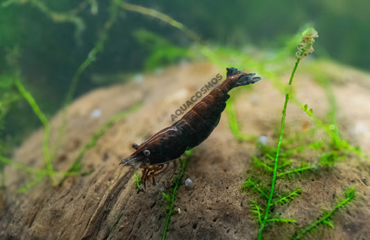 Schoko Sakura Neocaridina braune Zwerggarnelen