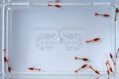 Red Rili Sakura Neocaridina Zwerggarnelen